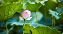 【三伏天養(yǎng)生】三伏天養(yǎng)生有六大禁忌，你知道嗎？記得分享給家人知道！