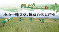 【行業(yè)資訊】向上，特色產業(yè)看河南：南陽艾區(qū)域品牌正在叫響！
