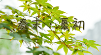 【艾灸養(yǎng)生】春末夏初：上熱下寒癥狀，補(bǔ)不如疏通淤堵，試試艾灸吧！