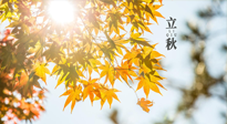 【節(jié)氣飲食】立秋將至，吃最合適的飲食，平穩(wěn)度過季節(jié)交替！